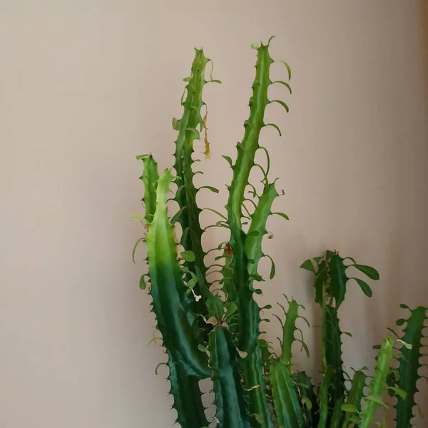 Cactus Cactaceae Famiglia Delle Piante Grasse Dell Ordine Dei Garofani — Foto Stock