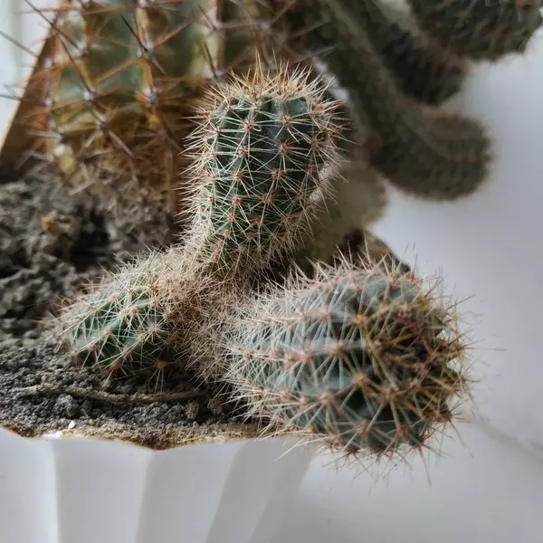 Kaktus Cactaceae Familjen Saftiga Växter Nejlika Caryophyllales — Stockfoto