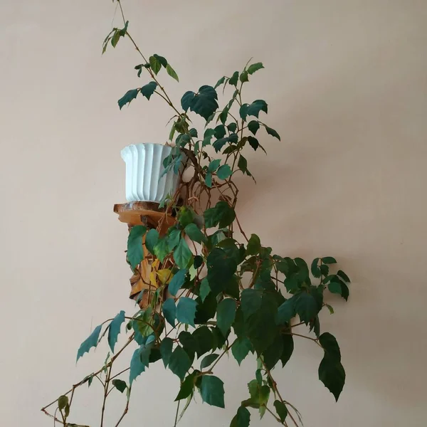 Crowton Lattır Crton Euphorbia Euphorbiaceae Familyasının Bitki Cinsi — Stok fotoğraf