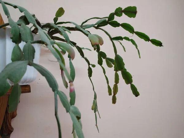 Schlumberger (Latince. Schlumbergera, Lemaire; eş anlamlılar: epiphyllum - Latince. Epiphyllum, Pfeiffer; Zygocactus - Zygocactus, Schumann; Epiphyllantus - Epiphyllanthus, Berger)