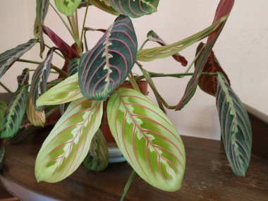 Crowton (lattır. Crton) - Euphorbia (Euphorbiaceae) familyasının bitki cinsi)