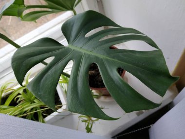 Palmaceae (Lat. Arecaceae, tek oktavlı sınıfından bir odunsu bitki familyasıdır..