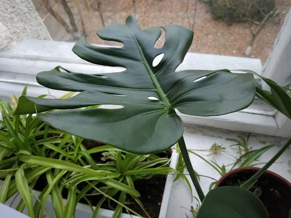 Palmaceae Lat Arecaceae 유두류 식물의 일종이다 — 스톡 사진