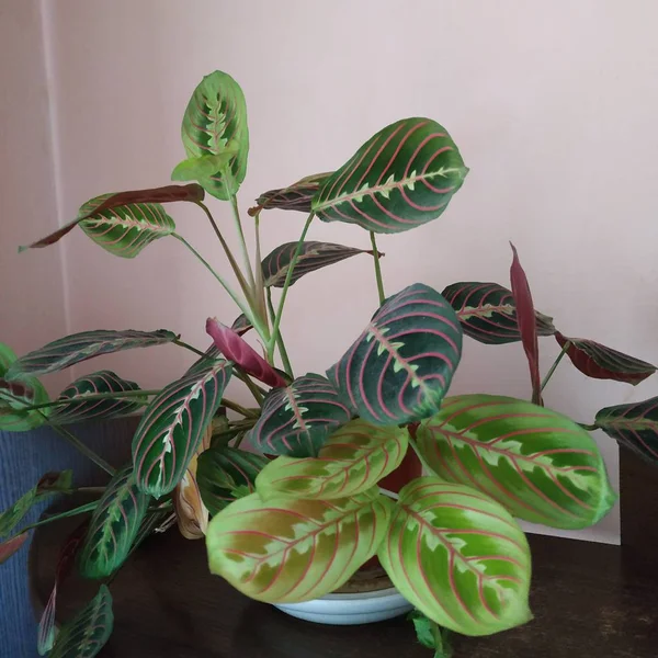 Crowton (lattır. Crton) - Euphorbia (Euphorbiaceae) familyasının bitki cinsi)