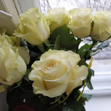 Rosa, yabani gül (Rosa L.) - pembe familyanın kültür ve cinsi.