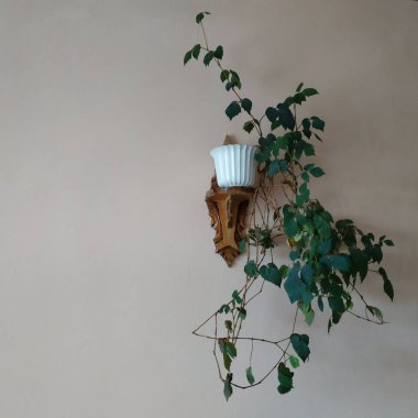 Crowton (lattır. Crton) - Euphorbia (Euphorbiaceae) familyasının bitki cinsi)