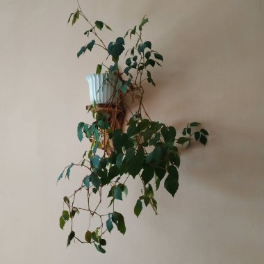 Crowton (lattır. Crton) - Euphorbia (Euphorbiaceae) familyasının bitki cinsi)