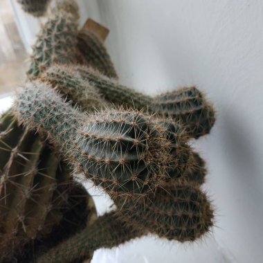 Kaktüs (Kaktaceae) - karanfil (Caryophyllales) familyasından sulu bitkiler familyasıdır.)