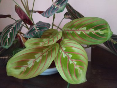 Crowton (lattır. Crton) - Euphorbia (Euphorbiaceae) familyasının bitki cinsi)