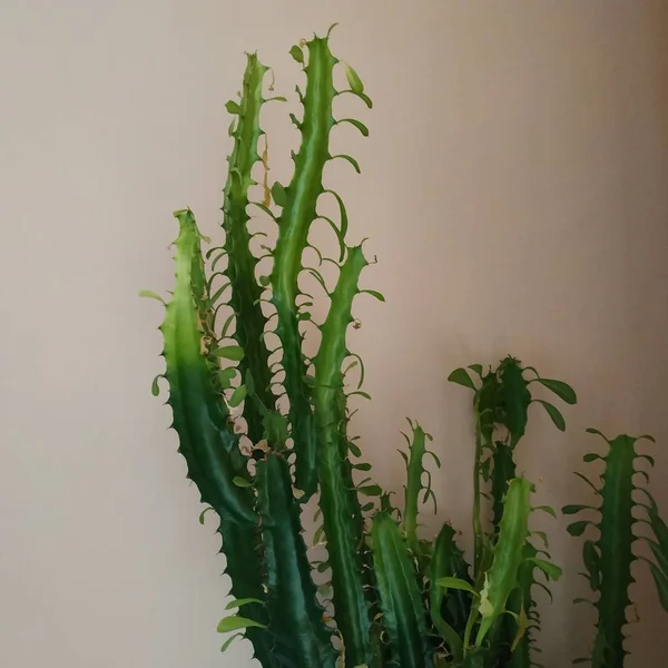 Cactus Cactaceae Родина Соковитих Рослин Порядку Гвоздики Caryophyllales — стокове фото