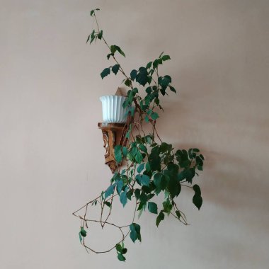 Crowton (lattır. Crton) - Euphorbia (Euphorbiaceae) familyasının bitki cinsi)