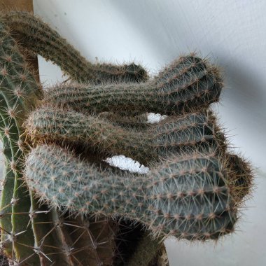 Kaktüs (Kaktaceae) - karanfil (Caryophyllales) familyasından sulu bitkiler familyasıdır.)