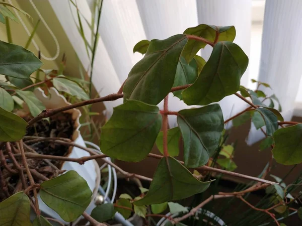 Crowton (lattır. Crton) - Euphorbia (Euphorbiaceae) familyasının bitki cinsi)