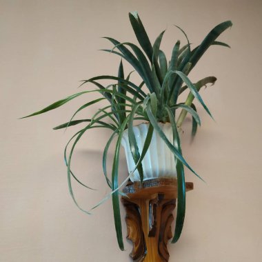 Epiphyllum (lat. Epiphyllum) - kaktüs ailesinin epifitik kaktüsü cinsi.