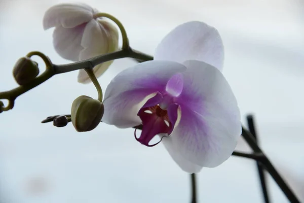 Zozuliantsev Orchidaceae Orchidaceae Patrie Des Monocotylédons Vivantes Terrestres Épiphytes Sous — Photo