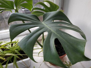 Palmaceae (Lat. Arecaceae, tek oktavlı sınıfından bir odunsu bitki familyasıdır..