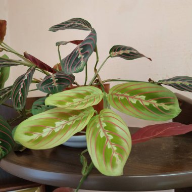 Crowton (lattır. Crton) - Euphorbia (Euphorbiaceae) familyasının bitki cinsi)