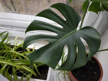 Palmaceae (Lat. Arecaceae, tek oktavlı sınıfından bir odunsu bitki familyasıdır..