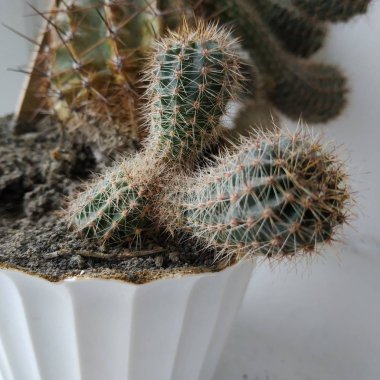 Kaktüs (Kaktaceae) - karanfil (Caryophyllales) familyasından sulu bitkiler familyasıdır.)