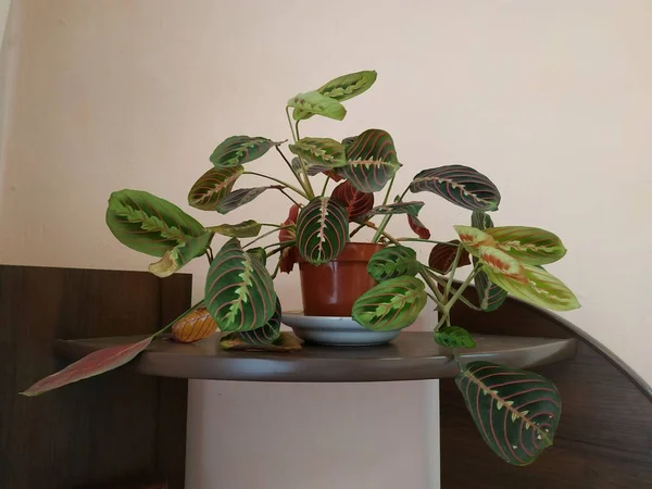 Crowton Lat Crton Genus Plants Family Euphorbia Euphorbiaceae — Stock Photo, Image
