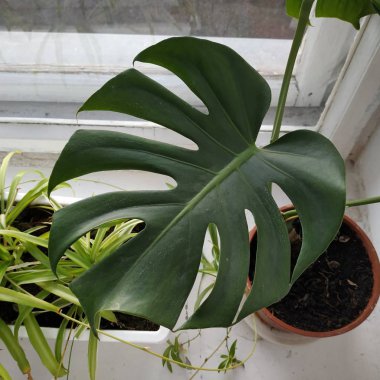 Palmaceae (Lat. Arecaceae, tek oktavlı sınıfından bir odunsu bitki familyasıdır..