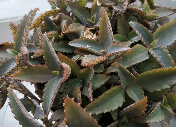 Aloe Aloe Ett Släkte Saftiga Växter Underfamiljen Asphodelaceae Asphodelaceae — Stockfoto