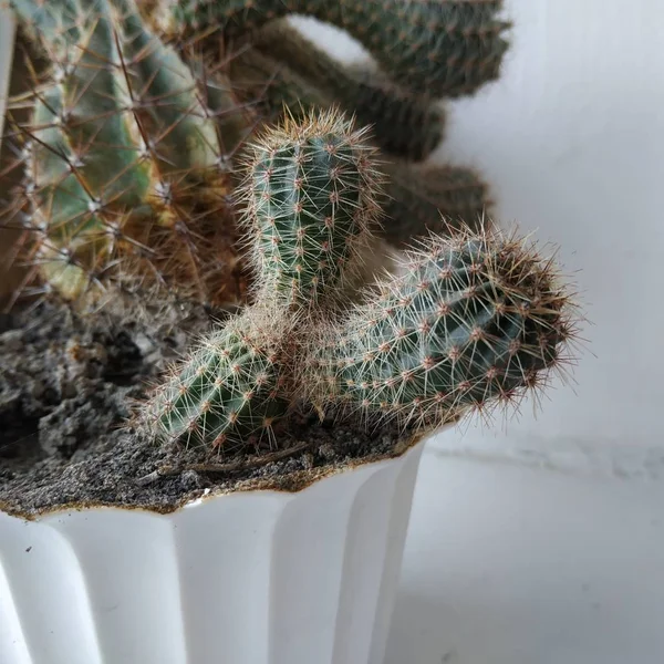 Cactus Cactaceae Familia Plantas Suculentas Del Orden Del Clavel Caryophyllales —  Fotos de Stock