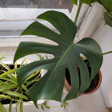 Palmaceae (Lat. Arecaceae, tek oktavlı sınıfından bir odunsu bitki familyasıdır..