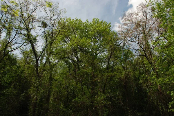 Quiet Corner Beautiful Nature — Stock Photo, Image