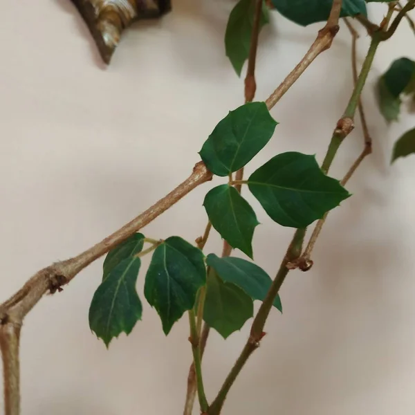 Crowton Lat Crton Género Plantas Familia Euphorbia Euphorbiaceae —  Fotos de Stock