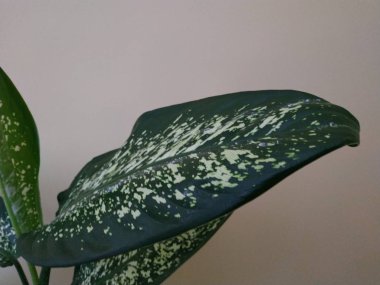 Crowton (lattır. Crton) - Euphorbia (Euphorbiaceae) familyasının bitki cinsi)