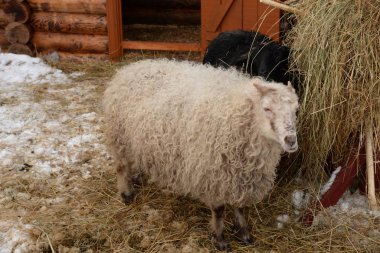 Aryan ram, ram ya da aile içi koyunu (Ovis Koç)