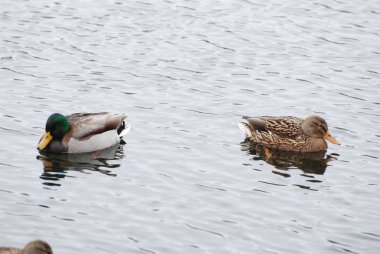 Vahşi ördek (Anas platyrhynchos)