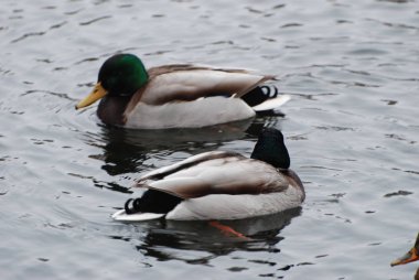 Vahşi ördek (Anas platyrhynchos)