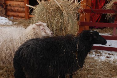 Aryan ram, ram ya da aile içi koyunu (Ovis Koç)