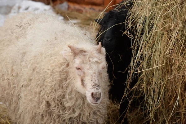 Ariska Ram Eller Ram Eller Tama Får Ovis Aries — Stockfoto