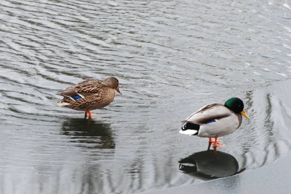 Wilde Eend Anas Platyrhynchos — Stockfoto