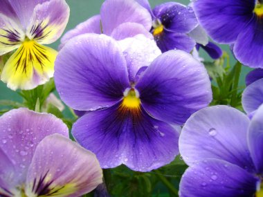 Viola üç renkli L. Mor