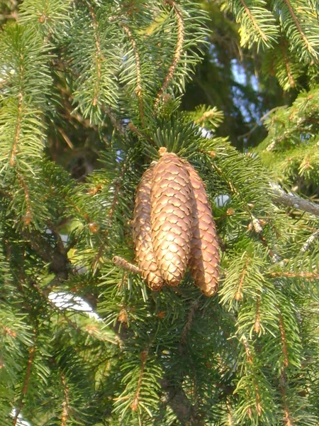 Spruce European Risea Abies — Φωτογραφία Αρχείου