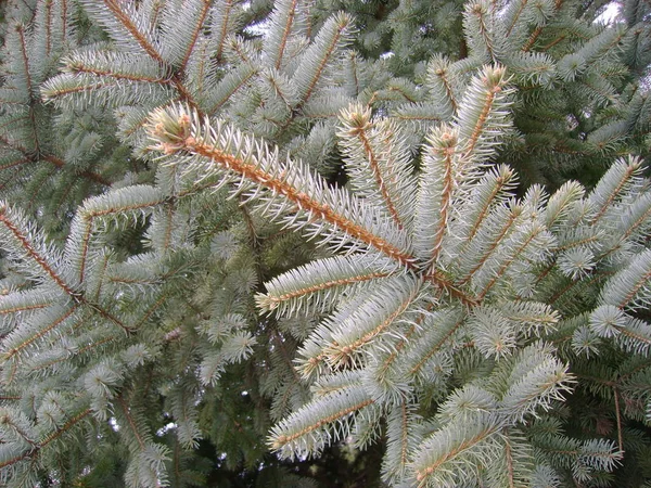 Clear Winter Den Zasnizhena Christmas Branch — Stock Photo, Image