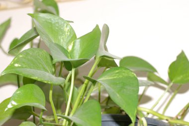 Ivy (Hedera L.), Aralia familyasından bir bitki türü.)