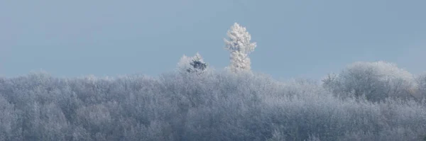 Snowy Dennenbos Berg — Stockfoto