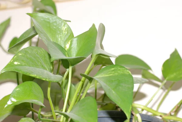 アリア科 アラリア科 の被子植物アイビー ヘデラL — ストック写真