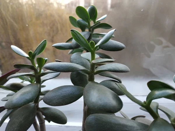 Hombre Gordo Hombre Gordo Belleza Crassula — Foto de Stock