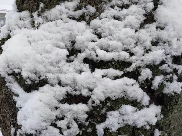 Snowy Trunk Large Tree — ストック写真