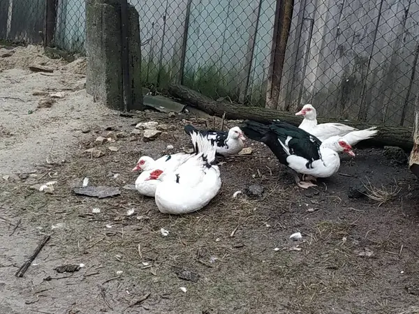 Pato Musical Cairina Moschata Picea — Foto de Stock