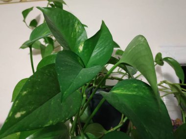 Ivy (Hedera L.), Aralia familyasından bir bitki türü.)