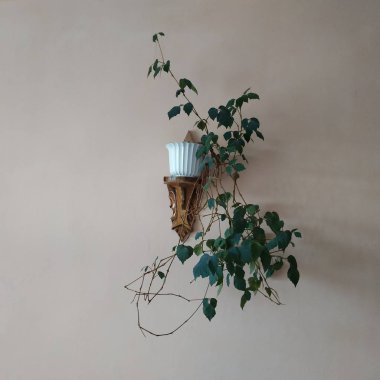 Crowton (lattır. Crton) - Euphorbia (Euphorbiaceae) familyasının bitki cinsi)