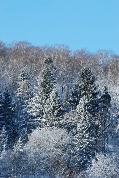 Día Invierno Bosque Coníferas —  Fotos de Stock