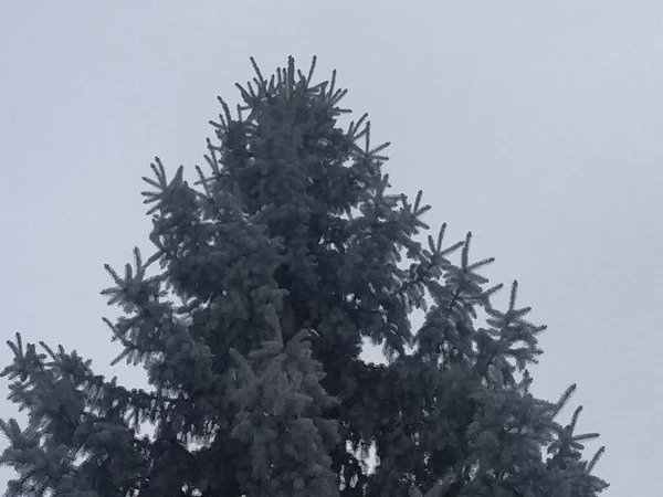 Smrk Modrý Nebo Colorada Picea Pichlavý Engelm — Stock fotografie